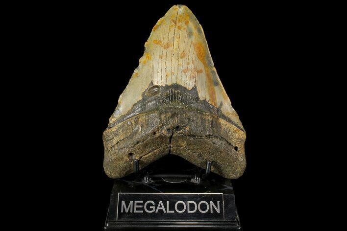 Giant, Fossil Megalodon Tooth - North Carolina #109771